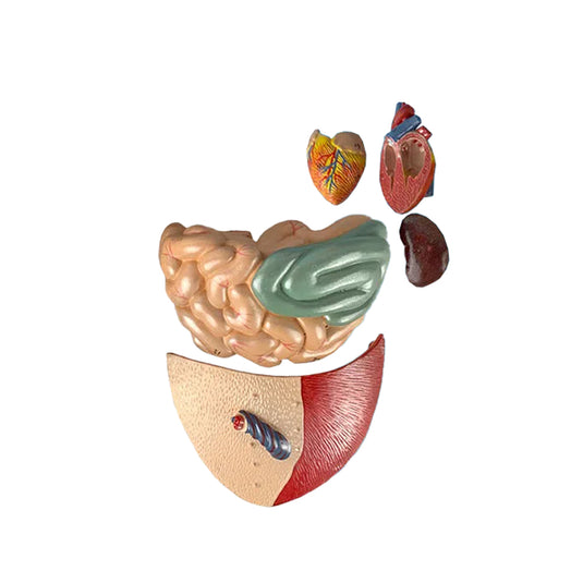 โมเดลหมูในบ้าน, 10 ชิ้น [SKU: MG20125]