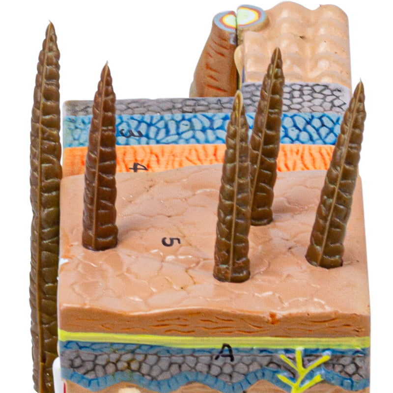 Load image into Gallery viewer, Skin Section Model, 35X Enlarged, 2-Parts
