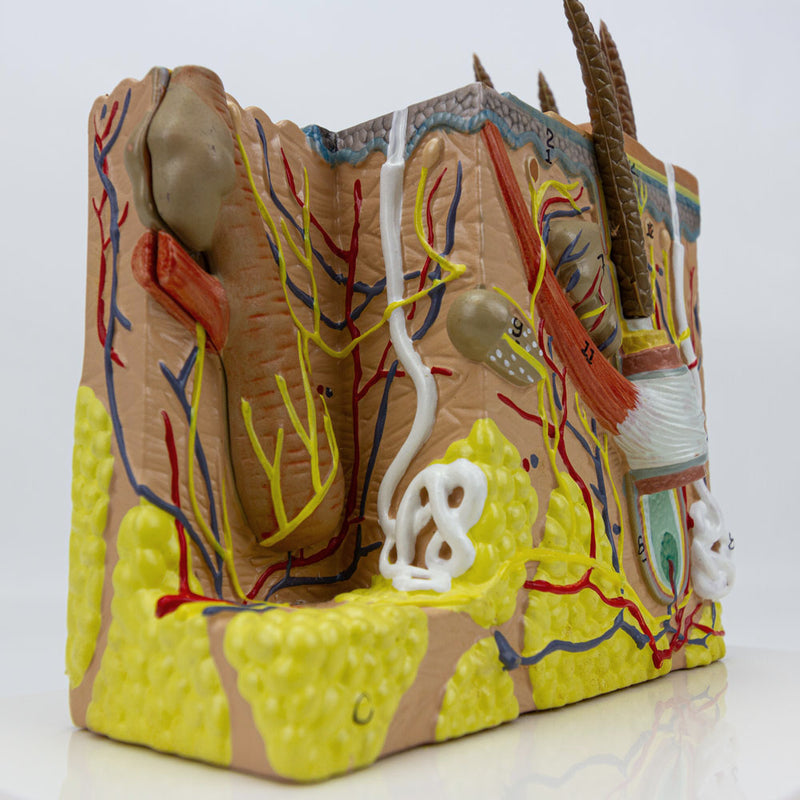 Load image into Gallery viewer, Skin Section Model, 35X Enlarged, 2-Parts
