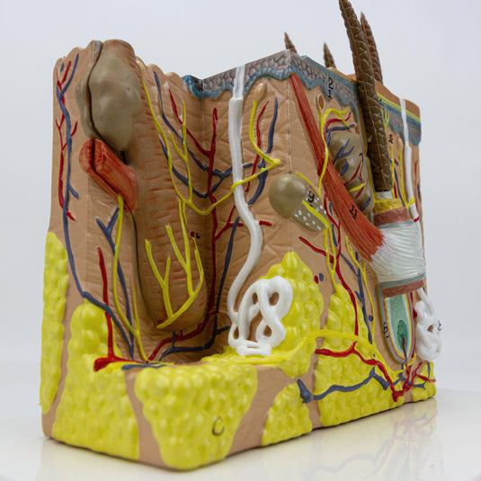 Skin Section Model, 35X Enlarged, 2-Parts