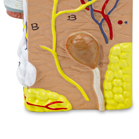 Skin Section Model, 35X Enlarged, 2-Parts