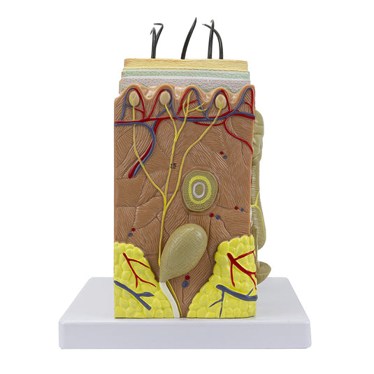 Skin Section Model, 3 Dimensions, 70X Enlarged