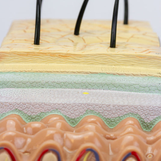 Skin Section Model, 3 Dimensions, 70X Enlarged
