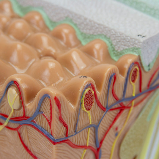 Skin Section Model, 3 Dimensions, 70X Enlarged