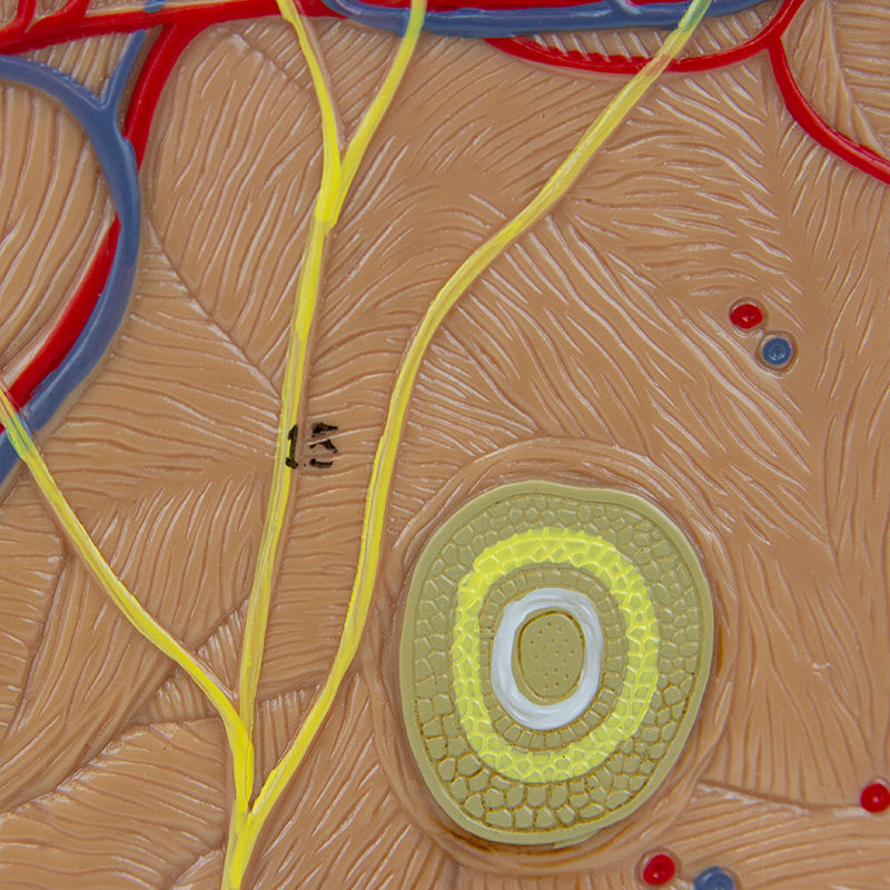 Load image into Gallery viewer, Skin Section Model, 3 Dimensions, 70X Enlarged
