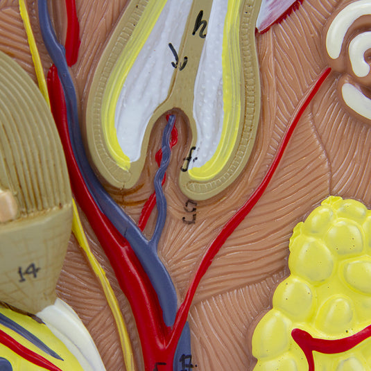 Skin Section Model, 3 Dimensions, 70X Enlarged