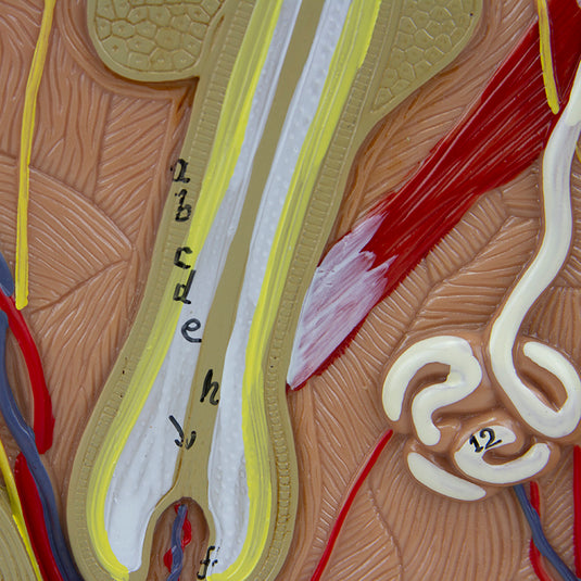 Skin Section Model, 3 Dimensions, 70X Enlarged