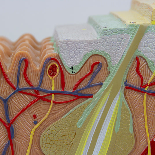 Skin Section Model, 3 Dimensions, 70X Enlarged