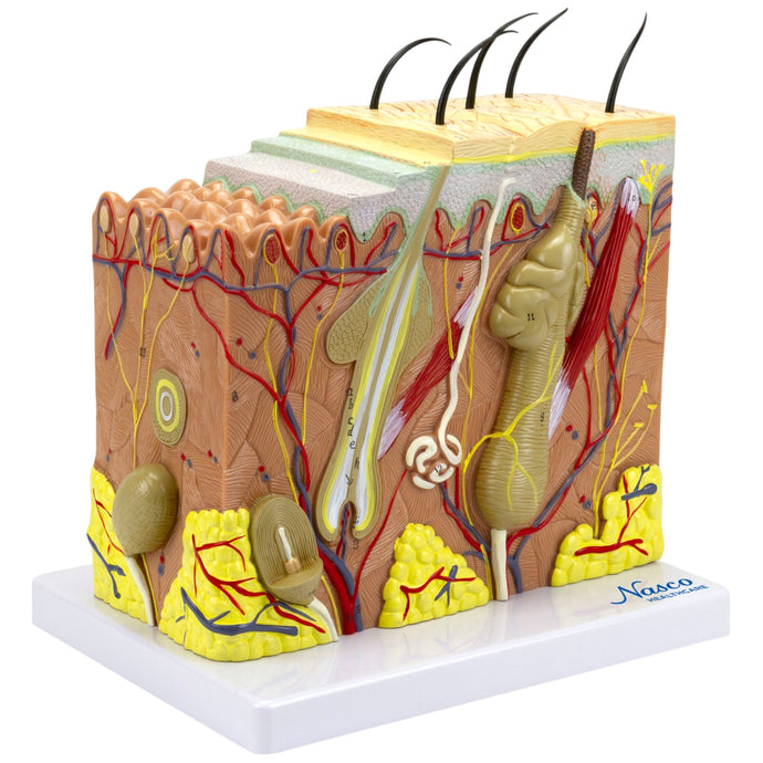 Skin Section Model, 3 Dimensions, 70X Enlarged