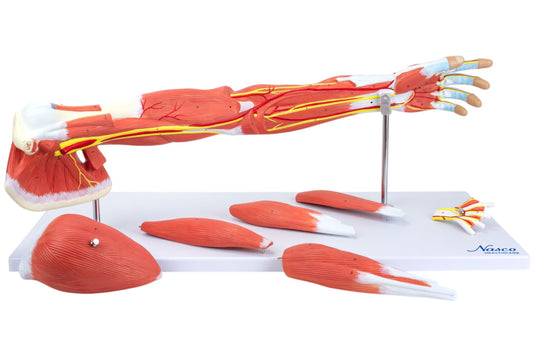 Deluxe Muscles of the Arm Model, 7-Parts