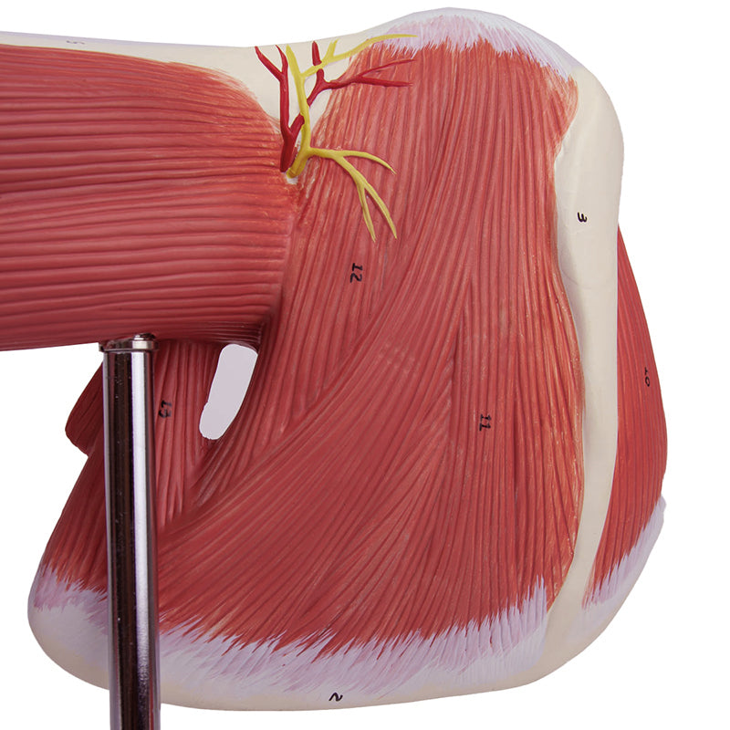 Load image into Gallery viewer, Deluxe Muscles of the Arm Model, 7-Parts
