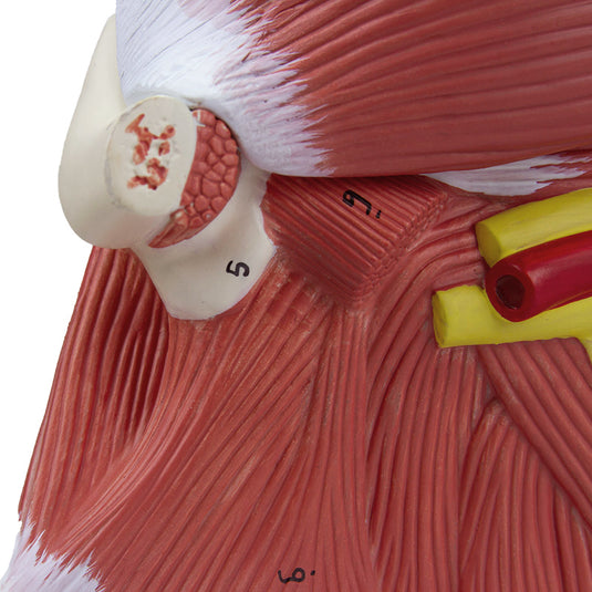 Deluxe Muscles of the Arm Model, 7-Parts