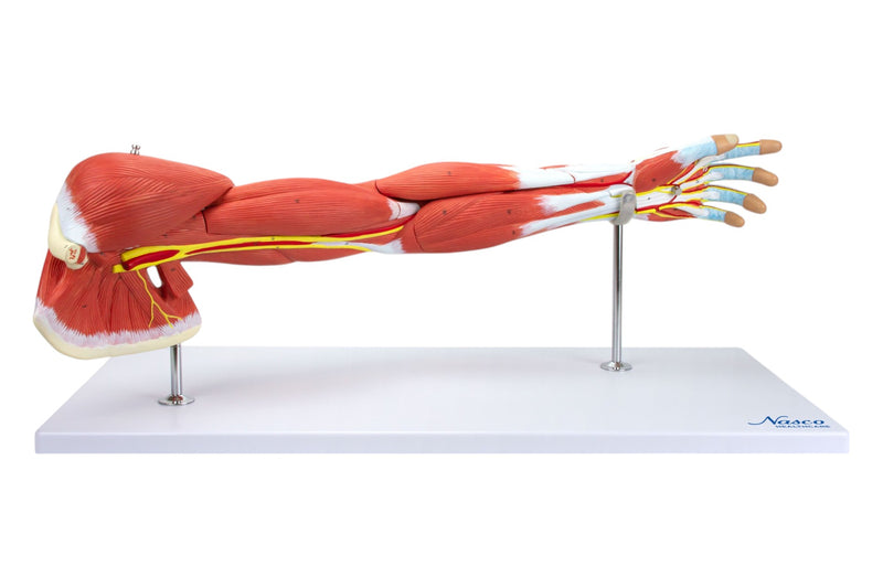 Load image into Gallery viewer, Deluxe Muscles of the Arm Model, 7-Parts
