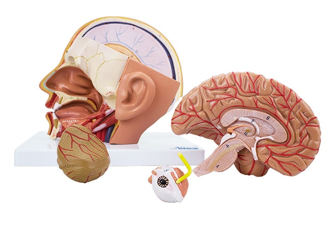 Cargue la imagen en el visor de la galería, Modelo de Cabeza Deluxe, 4 Piezas [SKU: MG21266]
