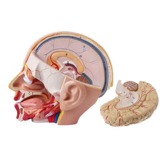 Modelo de Cabeza Deluxe, 4 Piezas [SKU: MG21266]