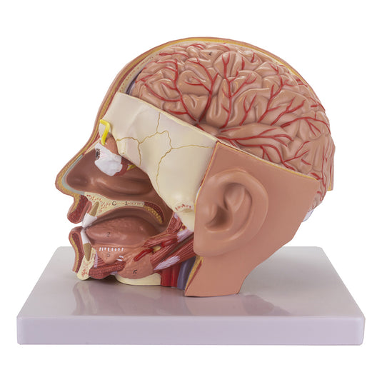 Modelo de Cabeza Deluxe, 4 Piezas [SKU: MG21266]