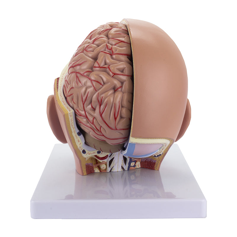 Cargue la imagen en el visor de la galería, Modelo de Cabeza Deluxe, 4 Piezas [SKU: MG21266]
