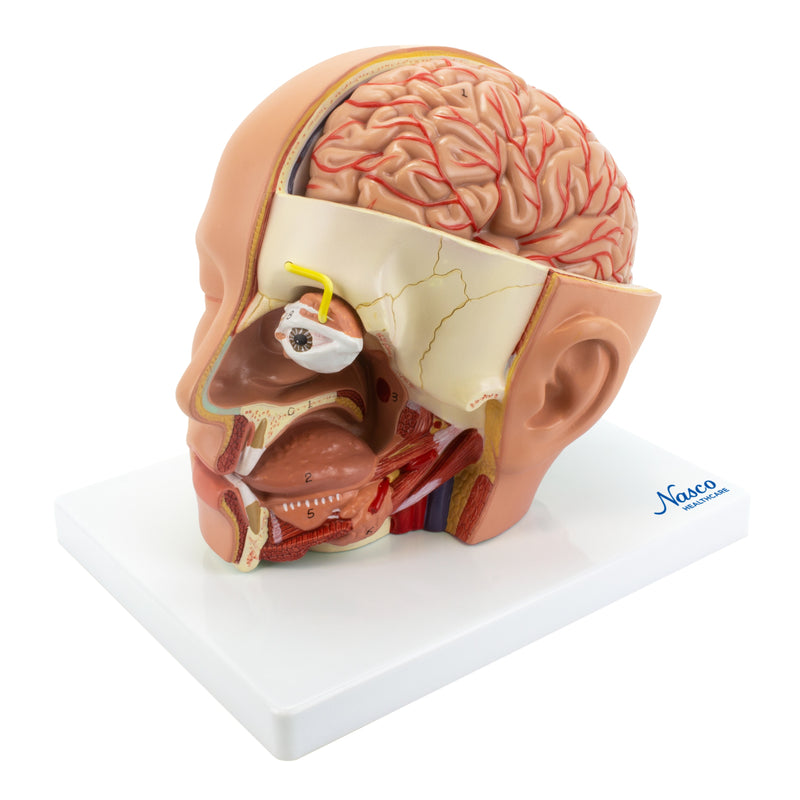 Cargue la imagen en el visor de la galería, Modelo de Cabeza Deluxe, 4 Piezas [SKU: MG21266]
