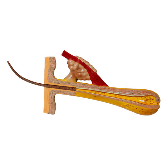 โมเดลผม, ขยาย 100 เท่า [SKU: MG21278]