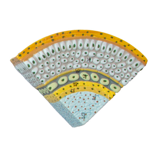 发型模型，100倍放大 [SKU: MG21278]