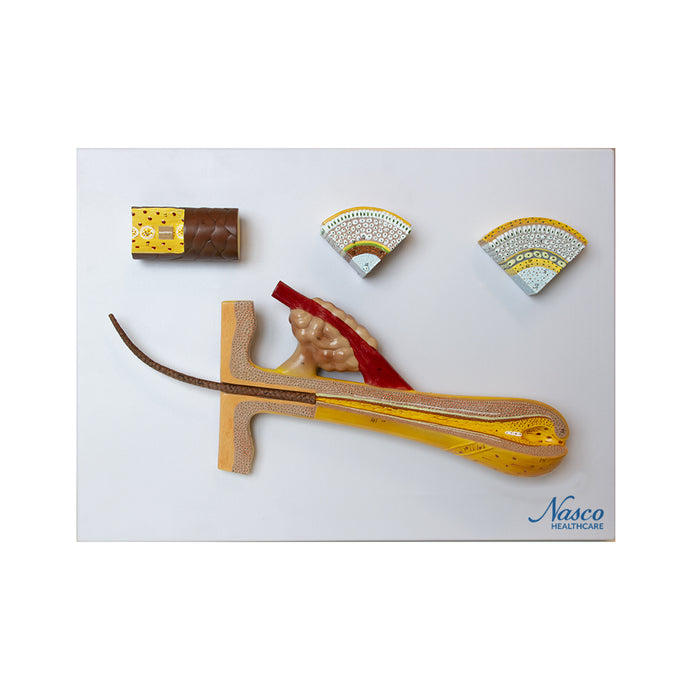 โมเดลผม, ขยาย 100 เท่า [SKU: MG21278]