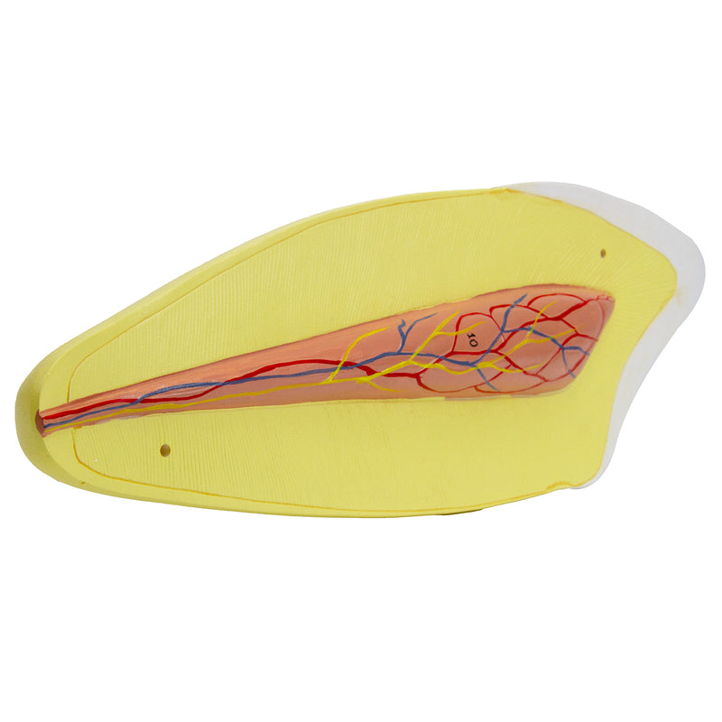 Cargue la imagen en el visor de la galería, Modelo de Diente Canino Inferior, 2 Piezas [SKU: MG21502]
