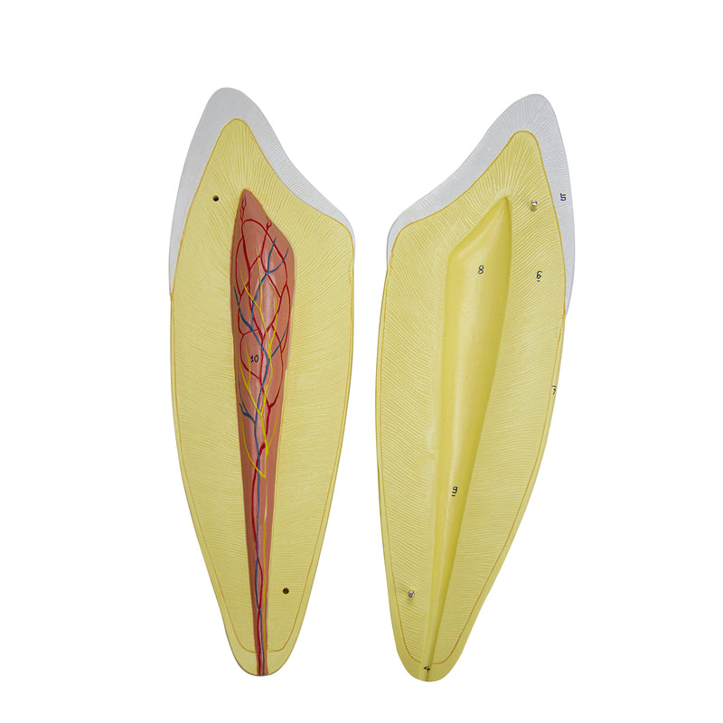 Cargue la imagen en el visor de la galería, Modelo de Diente Canino Inferior, 2 Piezas [SKU: MG21502]
