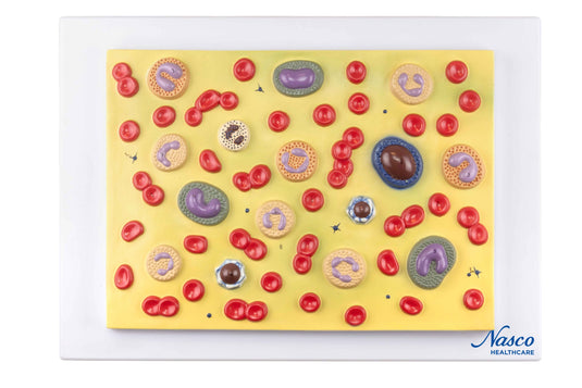 Modèle de cellule sanguine, agrandi 2 000X [SKU : MG21702]