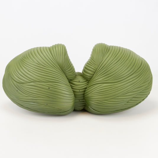 Cerebellum Model, 4X Enlarged, 2-Parts