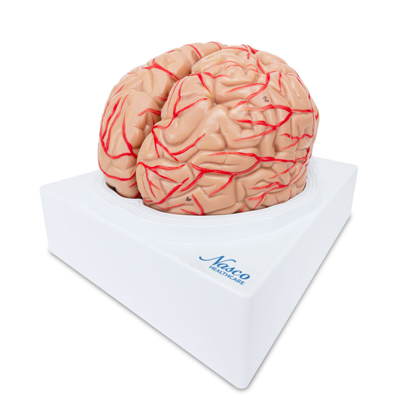 โหลดรูปภาพลงในโปรแกรมใช้ดูของ Gallery โมเดลสมองพร้อมหลอดเลือด, 2 ชิ้น [SKU: MG21716]
