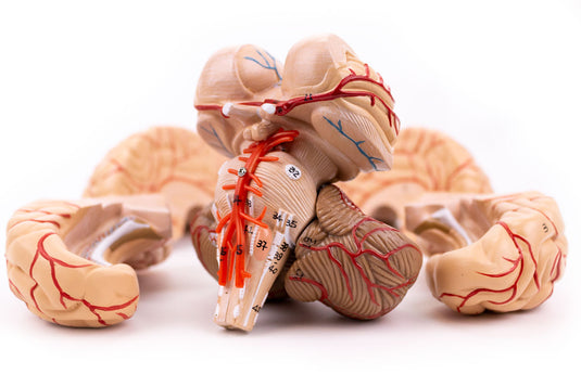 Modello di Cervello con Arterie, 9 Parti [SKU: MG21717]