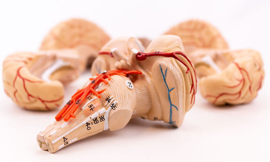 Brain with Arteries Model, 9-Parts [SKU: MG21717] – Nasco