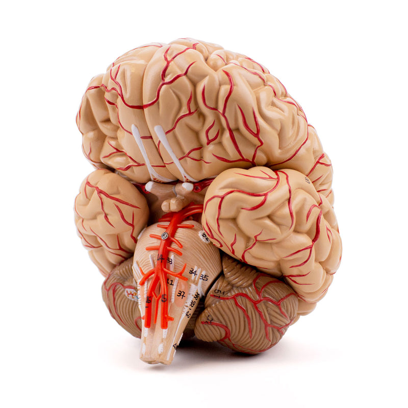 Carica immagine in Galleria Viewer, Modello di Cervello con Arterie, 9 Parti [SKU: MG21717]
