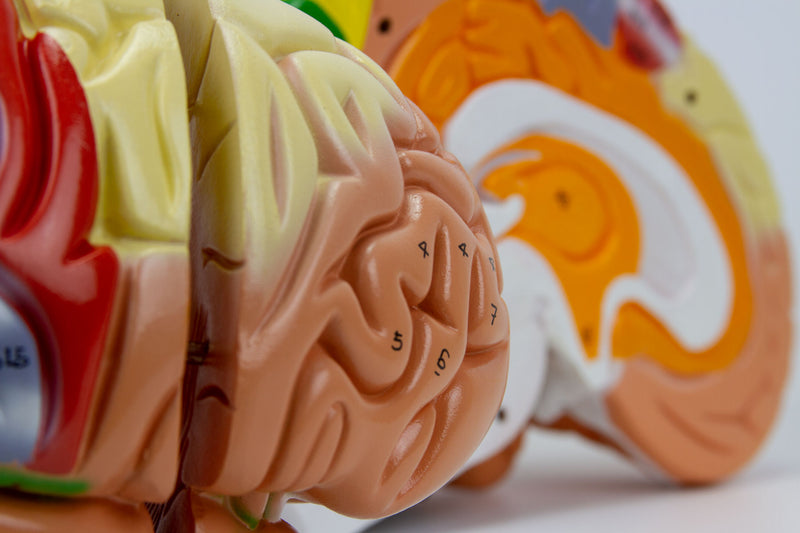 Laden Sie das Bild in Galerie -Viewer, Neuro Gehirn Modell, 1,5X Vergrößert, 4 Teile [SKU: MG21720]
