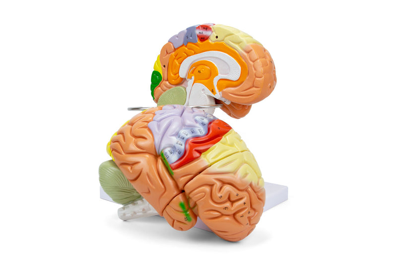 Laden Sie das Bild in Galerie -Viewer, Neuro Gehirn Modell, 1,5X Vergrößert, 4 Teile [SKU: MG21720]
