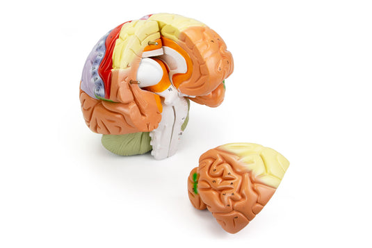 Neuro Gehirn Modell, 1,5X Vergrößert, 4 Teile [SKU: MG21720]