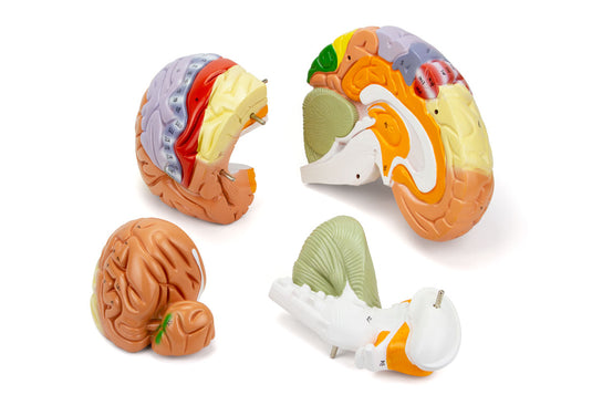 Neuro Gehirn Modell, 1,5X Vergrößert, 4 Teile [SKU: MG21720]
