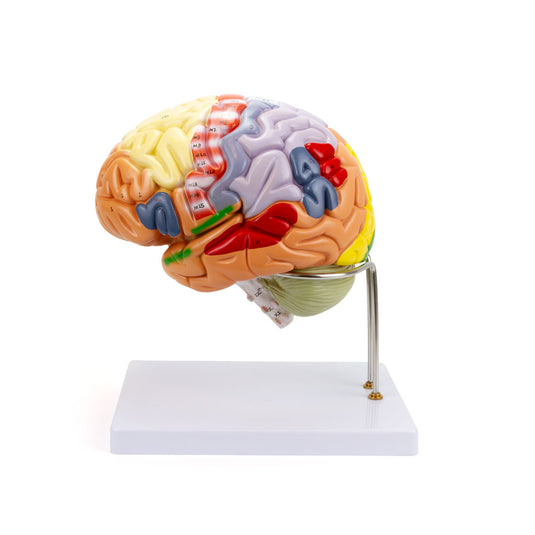 Neuro Gehirn Modell, 1,5X Vergrößert, 4 Teile [SKU: MG21720]