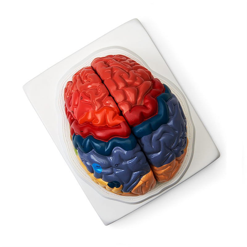 Laden Sie das Bild in Galerie -Viewer, Neuro Gehirn Modell, 2-Teile [SKU: MG21721]
