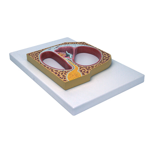 Cochlea und Organ von Corti Modell [SKU: MG21812]