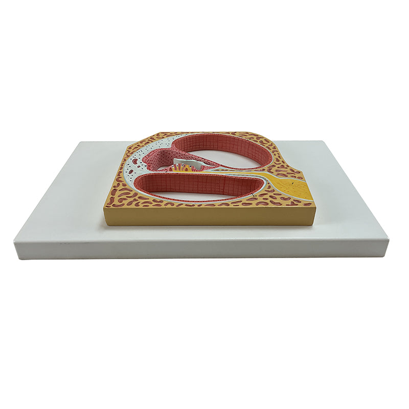 Laden Sie das Bild in Galerie -Viewer, Cochlea und Organ von Corti Modell [SKU: MG21812]
