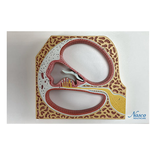 Cochlea und Organ von Corti Modell [SKU: MG21812]