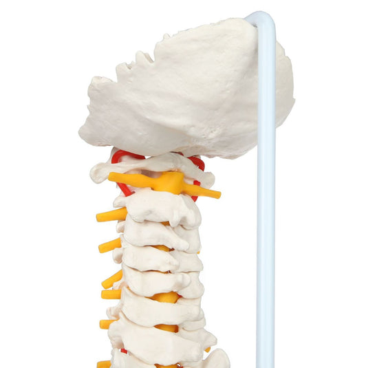 Modello di Colonna Vertebrale Flessibile Classica con Teste di Femore [SKU: MG21853]
