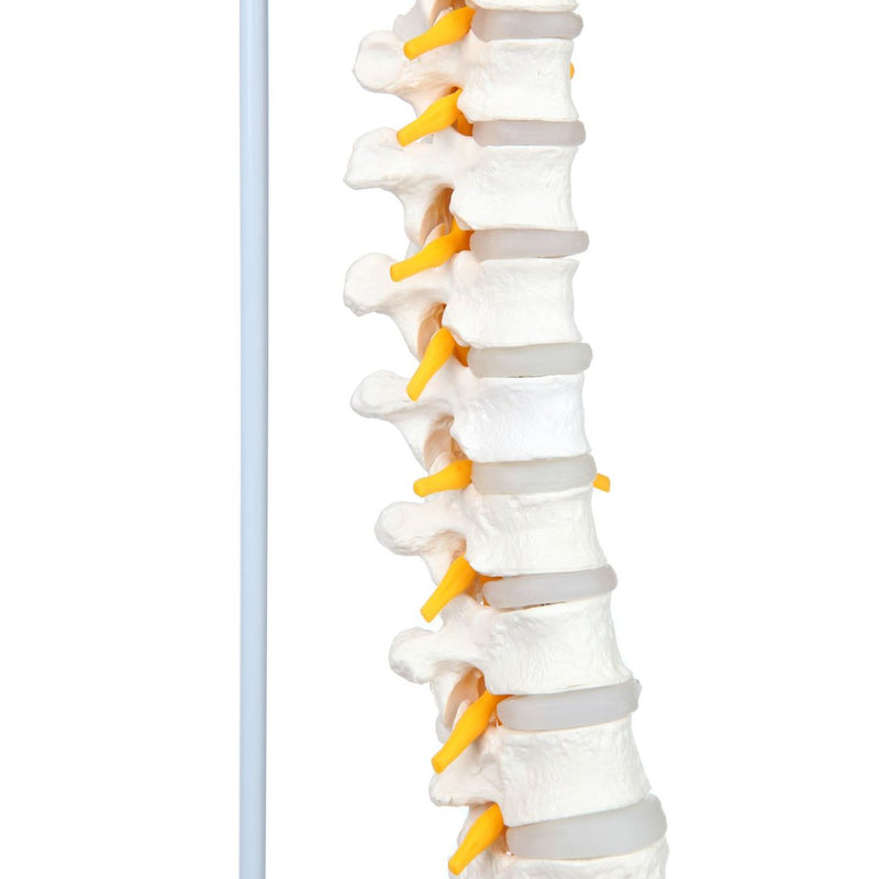 Carica immagine in Galleria Viewer, Modello di Colonna Vertebrale Flessibile Classica con Teste di Femore [SKU: MG21853]
