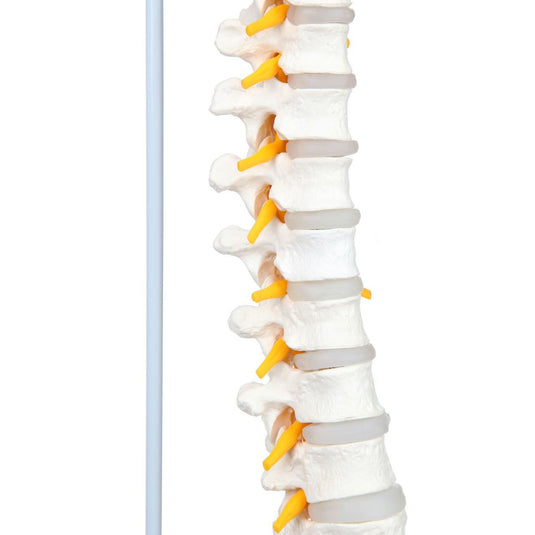 Modello di Colonna Vertebrale Flessibile Classica con Teste di Femore [SKU: MG21853]