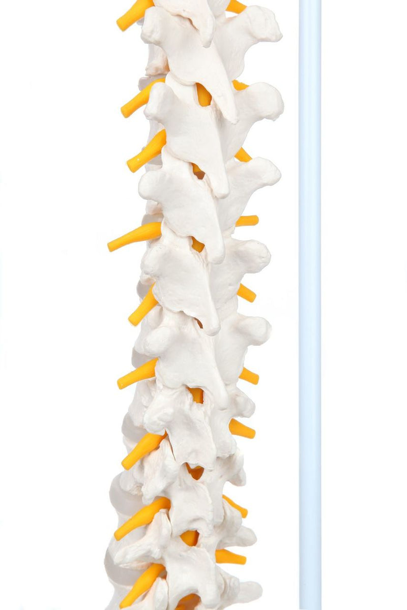 Carica immagine in Galleria Viewer, Modello di Colonna Vertebrale Flessibile Classica con Teste di Femore [SKU: MG21853]
