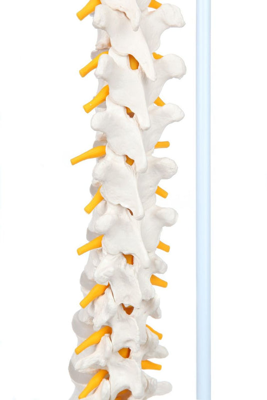 Modello di Colonna Vertebrale Flessibile Classica con Teste di Femore [SKU: MG21853]