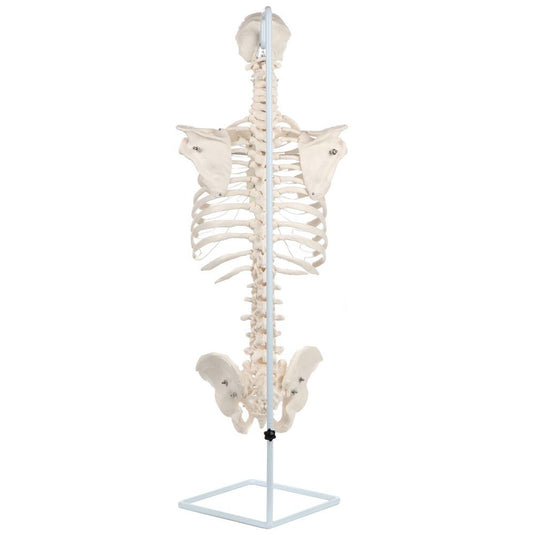 Classic Flexible Spine with Ribs Model – Nasco Healthcare