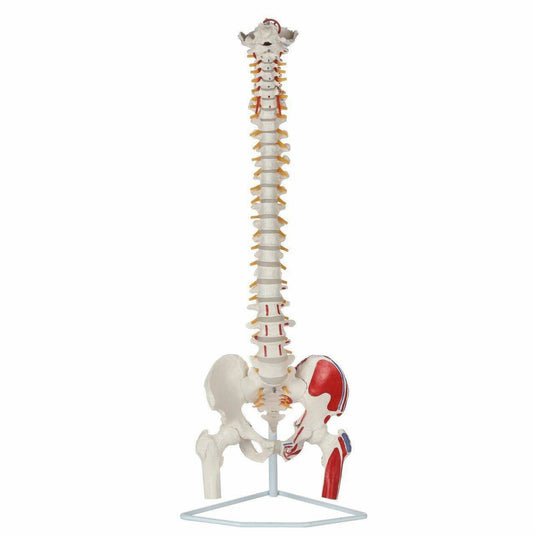 Model Tulang Belakang Fleksibel Klasik dengan Kepala Femur & Otot yang Dicat [SKU: MG21856]