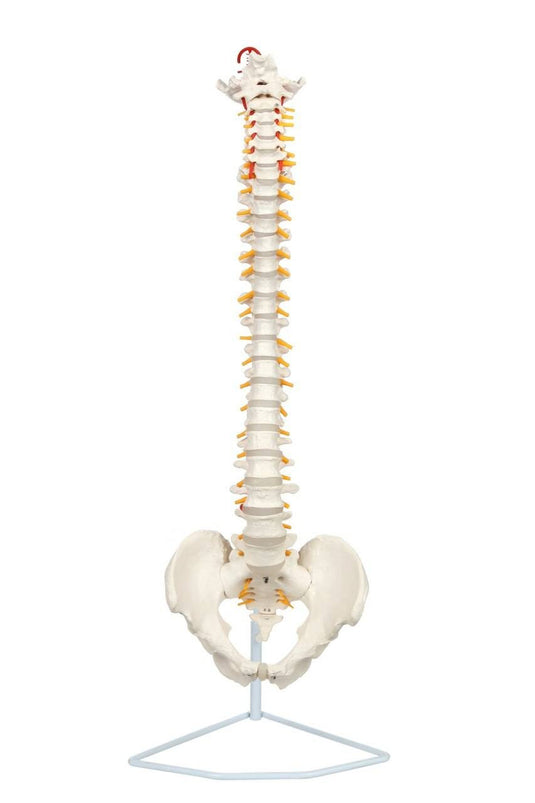 Sas Spine Box Deluxe Flexible Spine Model with Removable Sacrum and Coccyx – Nasco ...